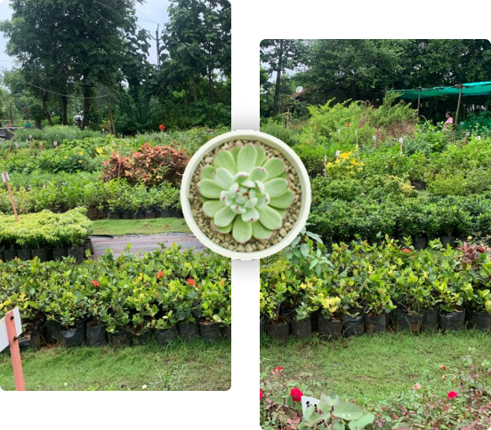 bakul