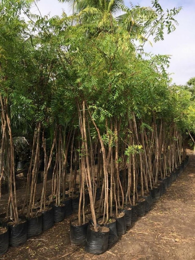 Plant